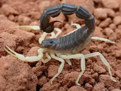Скорпіон Parabuthus schlechteri — Риючий товстохвостий гігант — Не визначено, L6 - L8