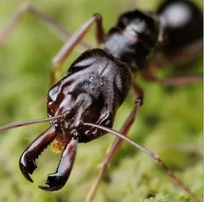 Odontomachus monticola (мураха-капканчик) — Элита азиатских хищников — 1 матка і 5-13 робочих