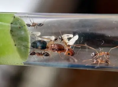 Camponotus maculatus subnudus — Плямисті мурахи-деревоточці