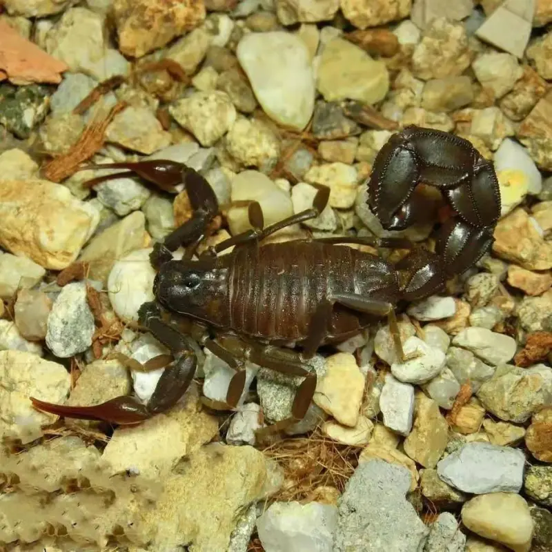 Скорпіон Androctonus gonneti — Марокканський товстохвостий гігант — Самка, L2 - L5