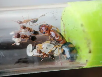 Camponotus maculatus subnudus — Плямисті мурахи-деревоточці