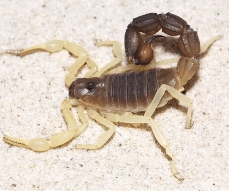 Скорпіон Parabuthus schlechteri — Риючий товстохвостий гігант — Самка, L6 - L8