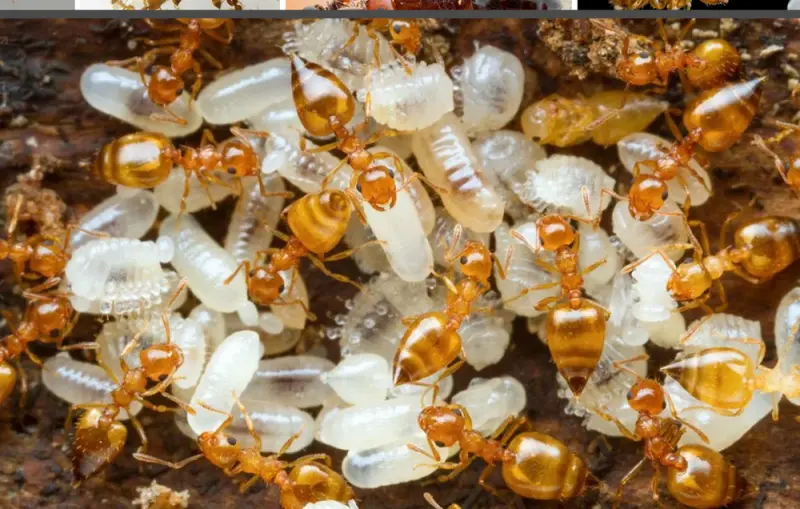 Crematogaster biroi — Крематогастер Бірой (золотиста мураха-акробат) — 2 матки і 40-300 робочих
