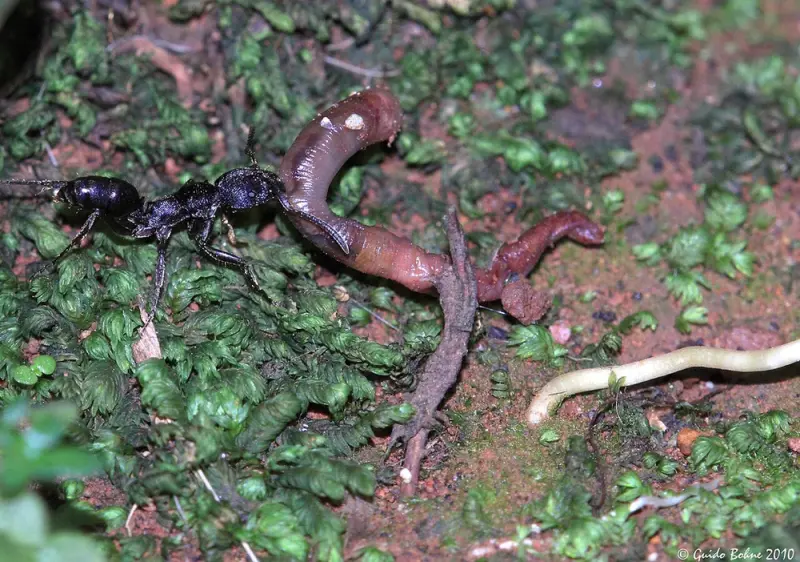 Odontoponera denticulata — Мураха-хижак — 1 матка адаптована в модулі
