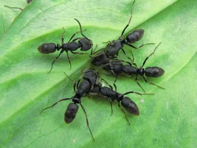 Ectomomyrmex astutus — Мураха-хижак — 1 матка і 2-6 робочих