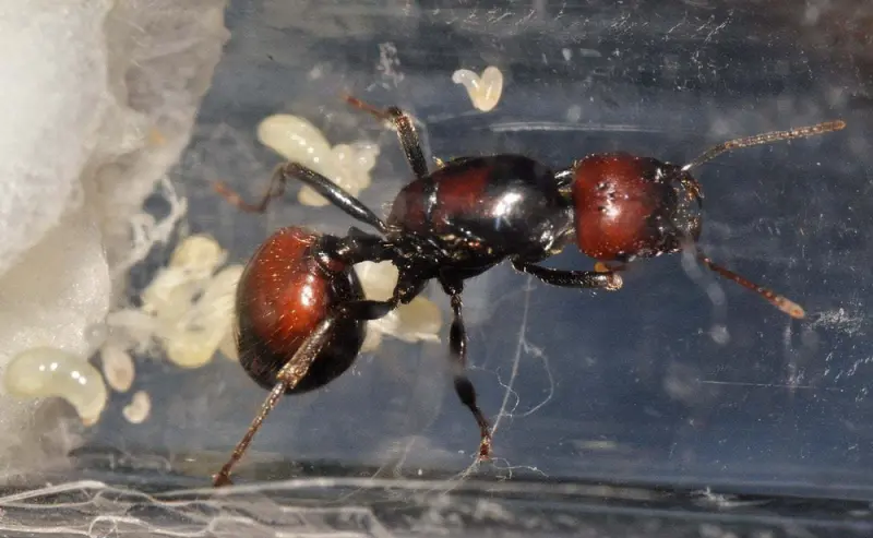 Messor barbarus — Червоноголова мураха-жнець — 1 матка (яскрава морфа)