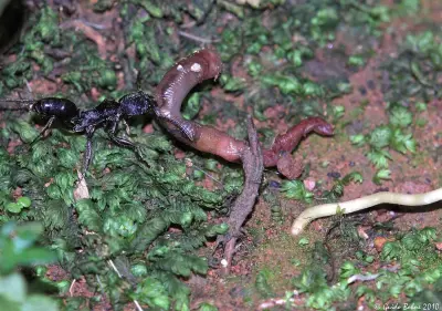 Odontoponera denticulata — Мураха-хижак — 1 матка і 2-6 робочих