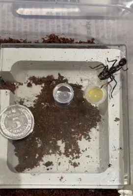 Paraponera clavata — Мураха-куля (рівень профі)
