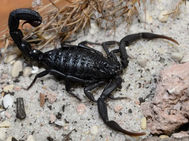 Скорпіон Hottentotta gentili — Чорний африканський Hot-species — Не визначено, L6 - L8