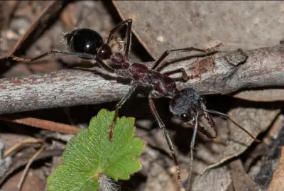 Myrmecia simillima — Вогняна мураха-бульдог (рівень профі)