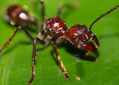 Paraponera clavata — Мураха-куля (рівень профі)