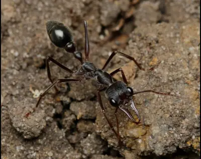 Myrmecia pyriformis — Мураха-бульдог грушоподібна (рівень профі)
