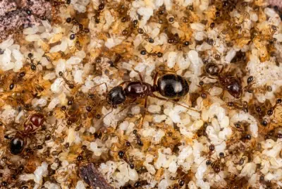 Pheidole megacephala — Африканська великоголова мураха — 2 матки і 20-300 робочих