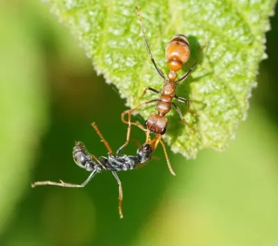 Myrmecia pilosula — Мураха-бульдог Джек-стрибунець (рівень профі)