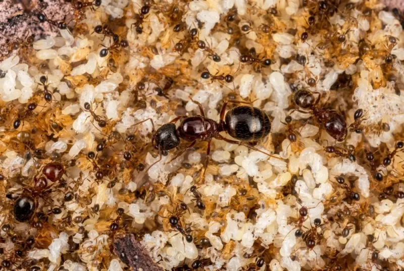 Pheidole megacephala — Африканська великоголова мураха — 2 матки і 20-300 робочих