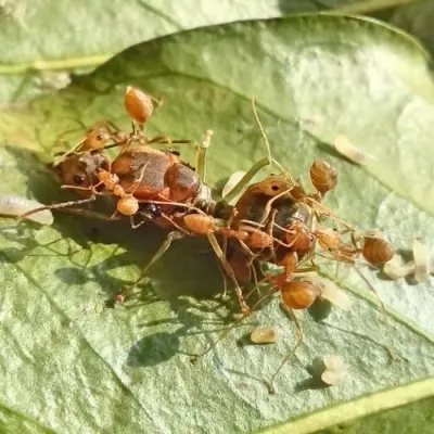 Oecophylla smaragdina — Зелена мураха-ткач (абсолютна екзотика) — 2 матки і 6-20 робочих