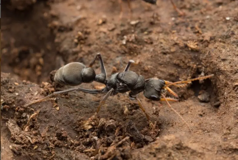Myrmecia pilosula — Мураха-бульдог Джек-стрибунець (рівень профі)