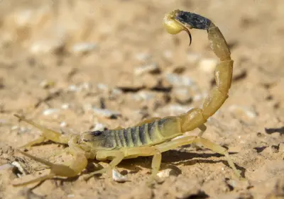 Скорпіон Leiurus quinquestriatus — Жовтий ізраїльський смертоносець