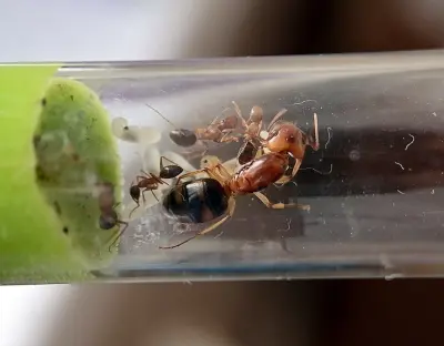 Camponotus maculatus subnudus — Плямисті мурахи-деревоточці