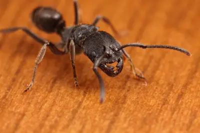Odontoponera denticulata — Мураха-хижак — 1 матка і 2-6 робочих