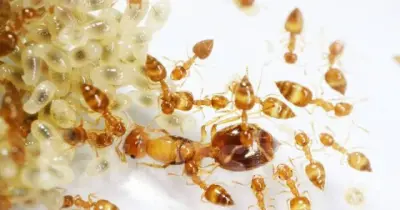 Crematogaster biroi — Крематогастер Бірой (золотиста мураха-акробат) — 5 маток і 40-300 робочих