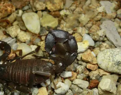 Скорпіон Androctonus gonneti — Марокканський товстохвостий гігант — Не визначено, L6 - L8