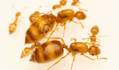 Crematogaster biroi — Крематогастер Бірой (золотиста мураха-акробат) — 5 маток і 40-300 робочих