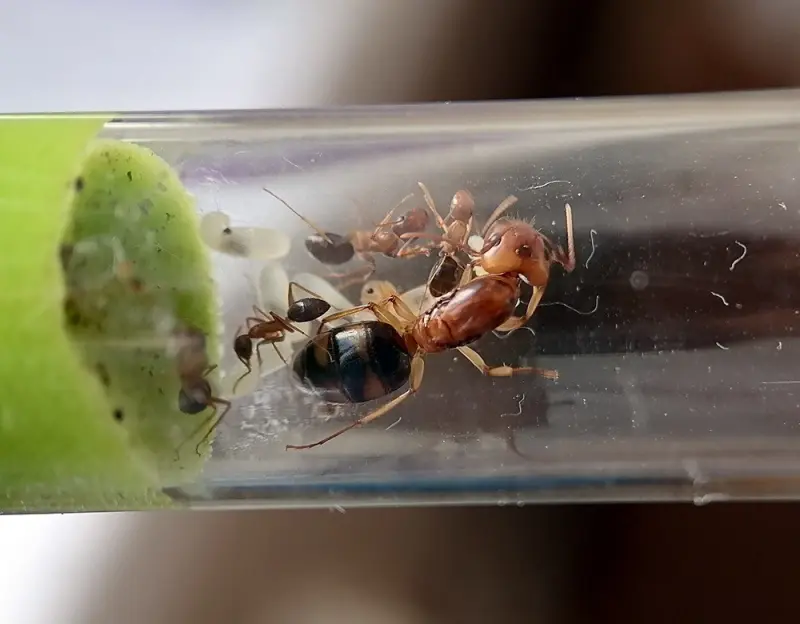Camponotus maculatus subnudus — Плямисті мурахи-деревоточці
