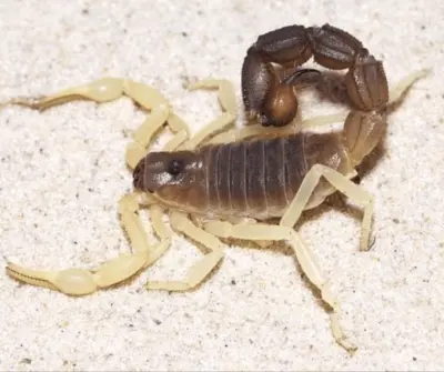 Скорпіон Parabuthus schlechteri — Риючий товстохвостий гігант — Не визначено, L6 - L8
