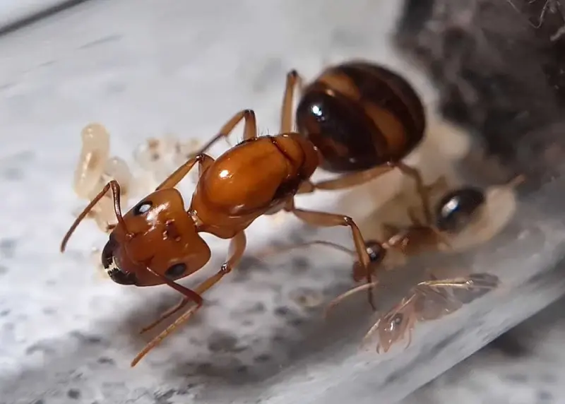 Camponotus maculatus subnudus — Плямисті мурахи-деревоточці