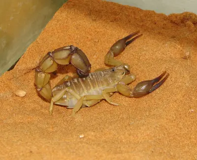 Скорпіон Androctonus australis — Жовтий товстохвостий скорпіон