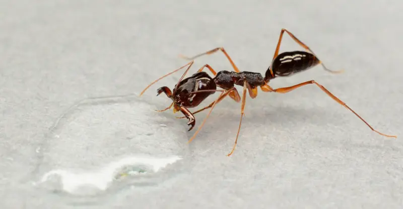 Odontomachus monticola (мураха-капканчик) — Элита азиатских хищников — 1 матка і 5-13 робочих