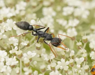 Myrmecia pilosula — Мураха-бульдог Джек-стрибунець (рівень профі)