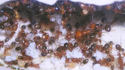 Messor aegyptiacus — Єгипетська мураха-жнець — 1 матка і 2-10 робочих