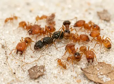 Pheidole flaveria — Великоголова золотиста мураха — 5 маток і 20-300 робочих