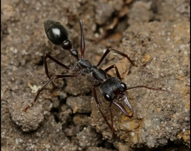 Myrmecia pyriformis — Мураха-бульдог грушоподібна (рівень профі)