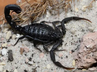 Скорпіон Hottentotta gentili — Чорний африканський Hot-species — Не визначено, L6 - L8