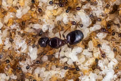 Pheidole megacephala — Африканська великоголова мураха — 2 матки і 20-300 робочих