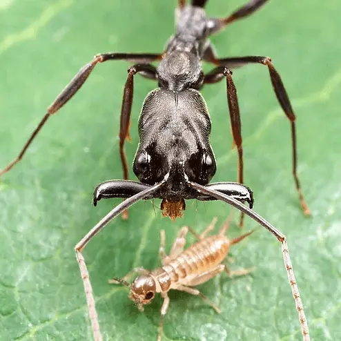 Odontomachus monticola (мураха-капканчик) — Элита азиатских хищников — 1 матка і 5-13 робочих