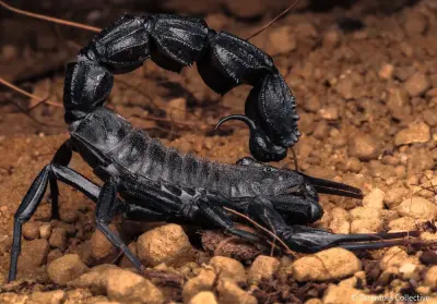 Скорпіон Androctonus bicolor — Чорнохвостий товстохвостий скорпіон