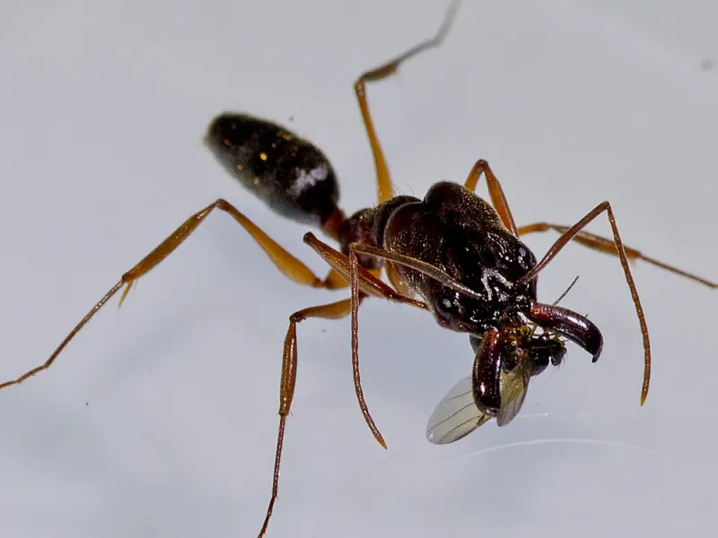 Odontomachus monticola (мураха-капканчик) — Элита азиатских хищников — 1 матка і 5-13 робочих