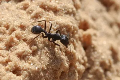 Messor arenarius — Ізраїльський жнець-гігант — 1 матка і 11-20 робочих