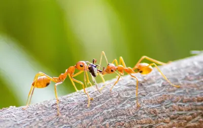 Oecophylla smaragdina — Зелена мураха-ткач (абсолютна екзотика) — 2 матки і 6-20 робочих