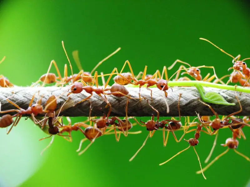 Oecophylla smaragdina — Зелена мураха-ткач (абсолютна екзотика) — 1 матка і 6-20 робочих