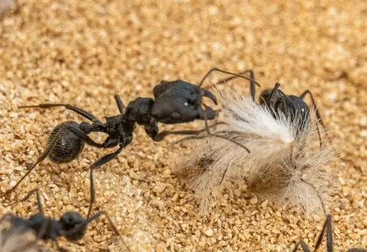 Messor arenarius — Ізраїльський жнець-гігант — 1 матка і 2-5 робочих