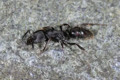 Ectomomyrmex astutus — Мураха-хижак — 1 матка і 2-6 робочих
