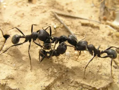 Messor arenarius — Ізраїльський жнець-гігант — 1 матка і 11-20 робочих