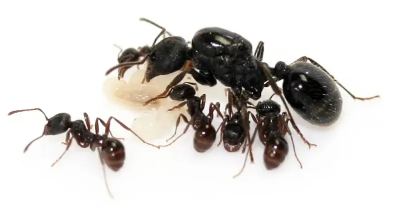 Messor arenarius — Ізраїльський жнець-гігант — 1 матка і 2-5 робочих