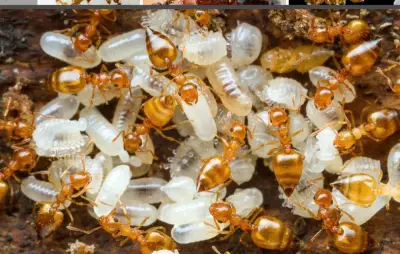 Crematogaster biroi — Крематогастер Бірой (золотиста мураха-акробат) — 5 маток і 40-300 робочих