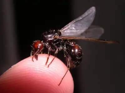 Messor barbarus — Червоноголова мураха-жнець — 1 матка і 11-20 робочих (рідкісна морфа)